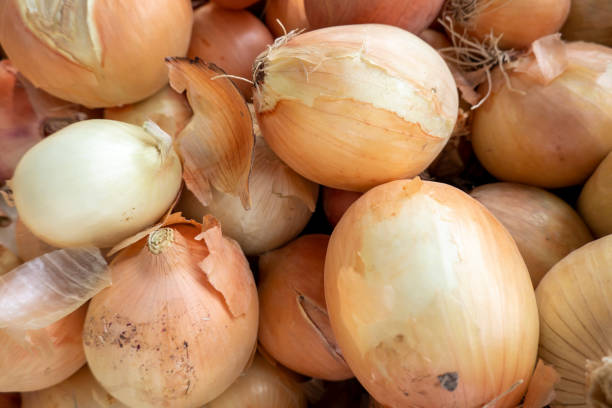 Onions Onions onion family stock pictures, royalty-free photos & images