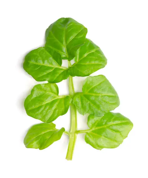 Watercress leaf, close up, from above. Fresh, green, feather like frond of Nasturtium officinale, also known as yellowcress, with paripinnate divisions. Aquatic flowering plant, with a piquant flavor.