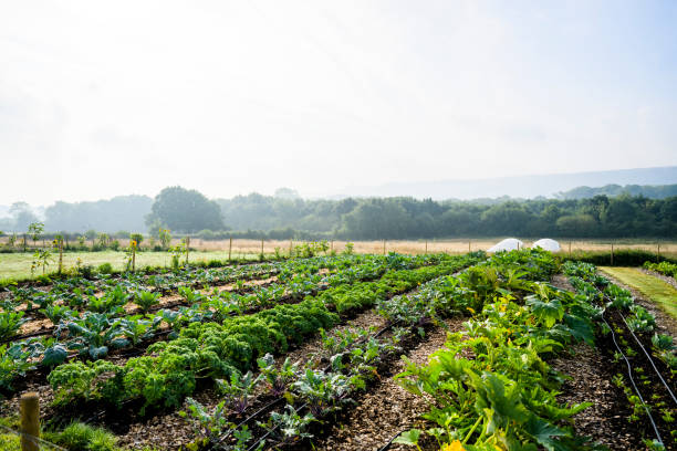 rows of vegetable crops on organic smallholding farm - gardens imagens e fotografias de stock