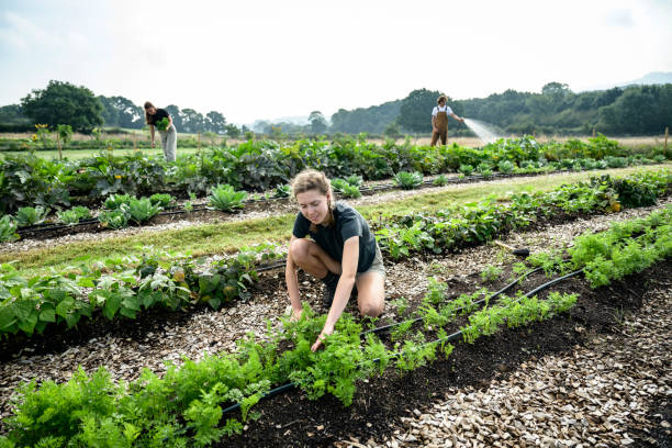 team di aziende agricole biologiche che si prendono cura dell'orto - raw potato immagine foto e immagini stock