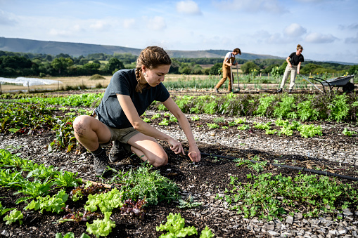 Focus on foreground woman in mid 20s crouching between rows and weeding as coworkers prepare soil for new planting in background, late summer.