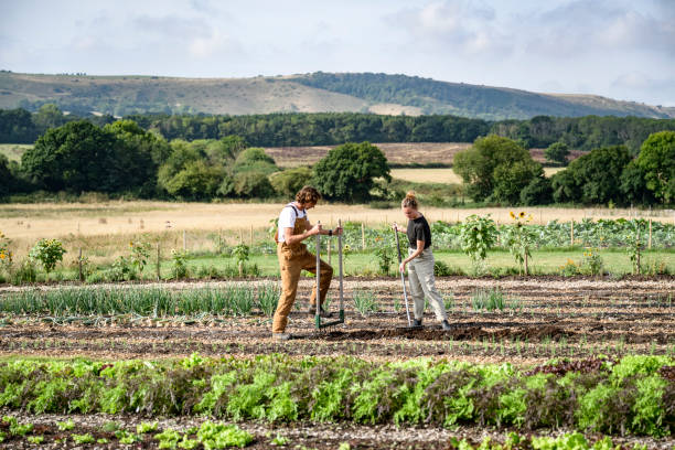 preparação regenerativa do solo em fazenda de exploração de pequeno porte - non urban scene england rural scene hill range - fotografias e filmes do acervo