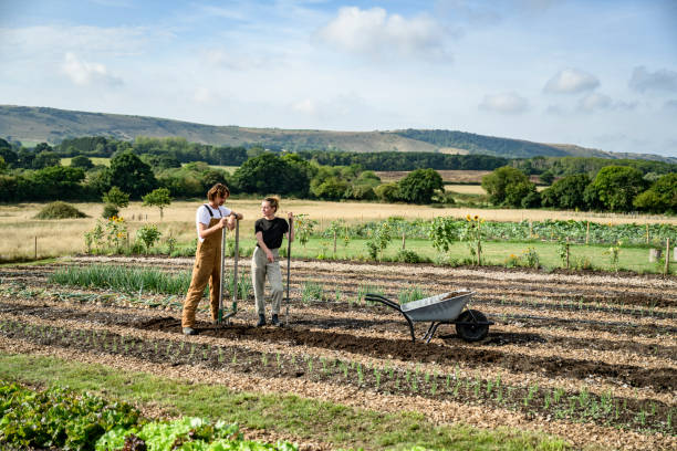 Organic farm workers preparing planting row stock photo