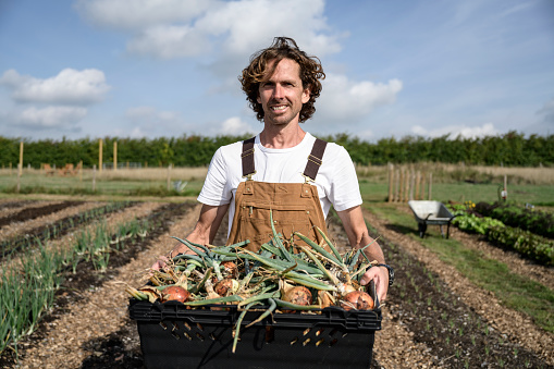 Waist-up view of man wearing bib overalls, holding crate filled with produce fresh from the ground, and smiling at camera. Smallholding in East Sussex.