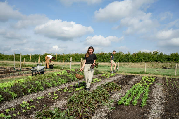 istock Organic farm workers in agricultural field 1432272095