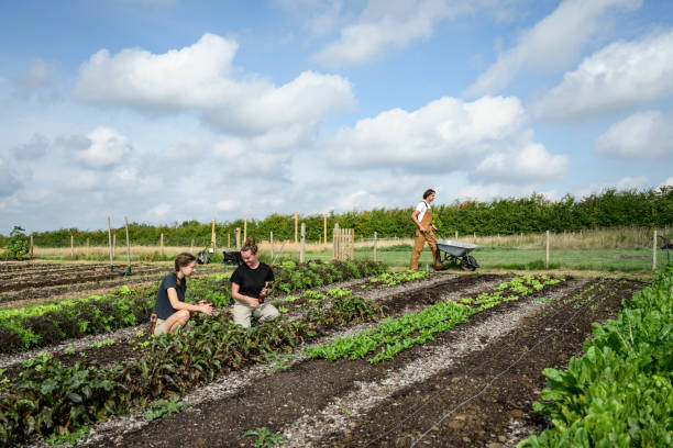 istock Farmers working in market garden 1432272096