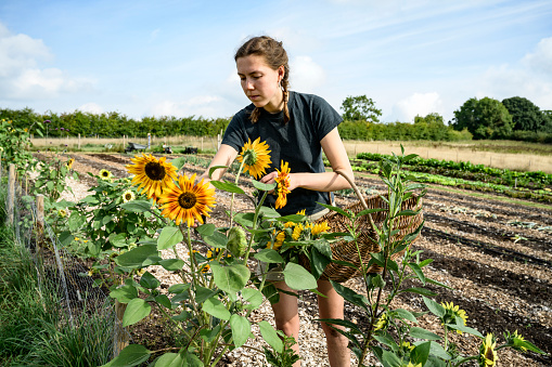 Woman caring for flowering plants growing along border of market garden, providing shade and pollinators. Late summer, East Sussex.
