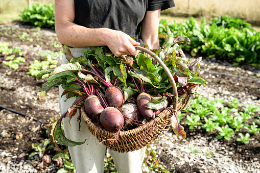 Close view of woman standing in agricultural field holding wicker basket filled with produce. Market garden, late summer in East Sussex.