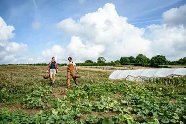 Mid 20s woman and mid 30s man carrying wicker baskets and entering market garden with pumpkins and squash. Late summer in East Sussex.
