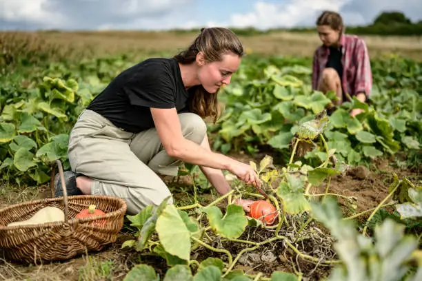 Focus on foreground woman crouching in field with wicker basket and harvesting golden nugget squash in late summer.