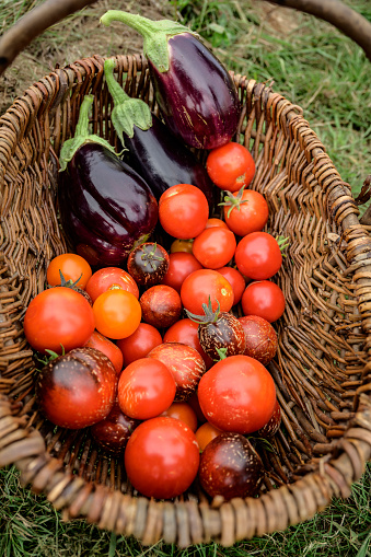Close view of freshly picked produce in wicker basket, including exotic Cosmos tomatoes. Late summer.