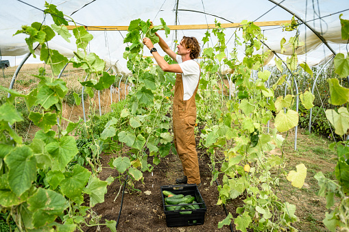 Full length side view of mid 30s man in bib overalls standing between rows inside polytunnel and adjusting trellis support.