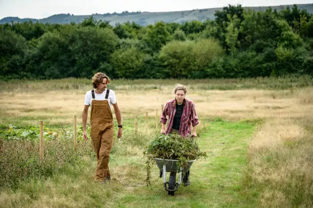 Full length front view of regenerative market gardeners in 20s and 30s approaching camera on grassy path with wheelbarrow full of weeds and pruned bits.