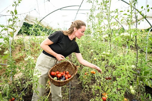 Farmworker standing inside polytunnel, holding wicker basket filled with harvested tomatoes and eggplant, and picking Cosmos tomato from vine.