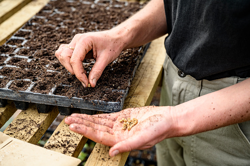 Close view of young Caucasian woman holding plant seeds and pressing each into healthy potting soil.