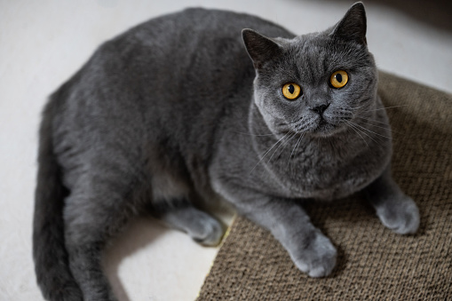 Grey English Short Cat