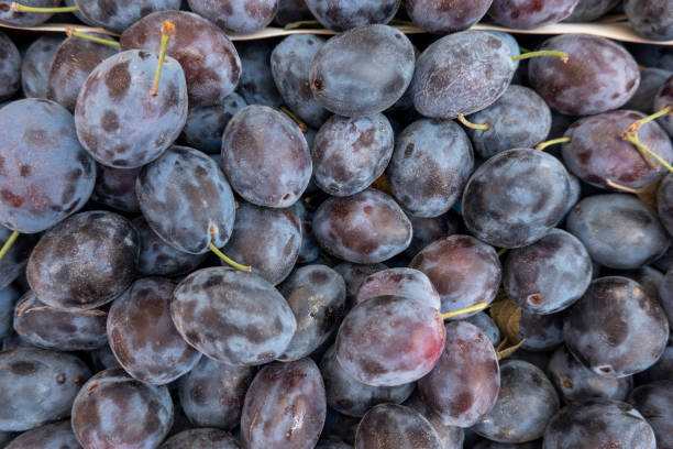 naturalne i organiczne śliwki damson - damson plum zdjęcia i obrazy z banku zdjęć