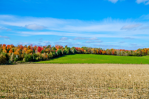 Harvested dried Corn field in autumn during day in Compton, Eastern Townships, Canada