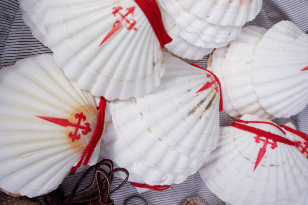 Way of St. James scallops shells for pilgrims to Compostela, Shell Symbol from Camino de Santiago, Galicia, Spain.