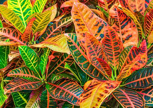 Colorful leaves of a Croton (Codiaeum variegatum) plant in a Massachusetts greenhouse.