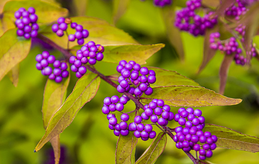Close up of the fruit of a Beauty Berry bush