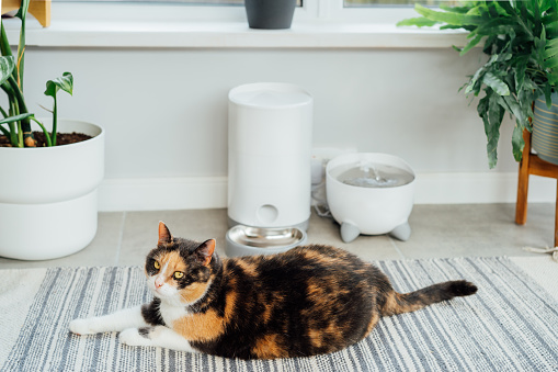 Well-fed multicolor cat waiting for food near smart feeder gadget with water fountain and dry food dispenser in cozy home interior. Home life with pet. Healthy pet food diet concept. Selective focus.