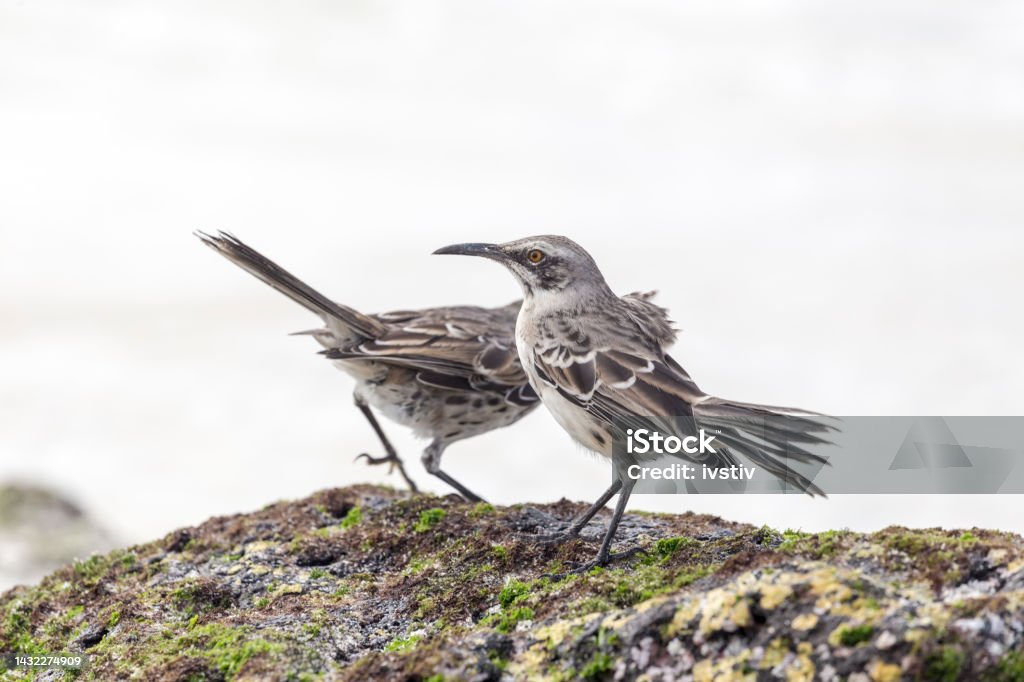 Galapagos Birds Birds. Galapagos Islands.  Republic of Ecuador. Animal Stock Photo