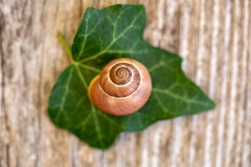 Beautiful snail shell on green ivy leaf on old wooden background