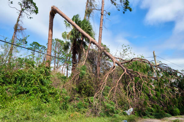 fallen down big tree on power and communication lines after hurricane ian in florida. consequences of natural disaster - ian stockfoto's en -beelden