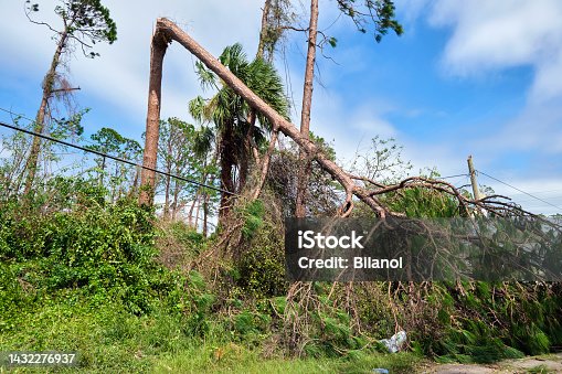 istock Fallen down big tree on power and communication lines after hurricane Ian in Florida. Consequences of natural disaster 1432276937