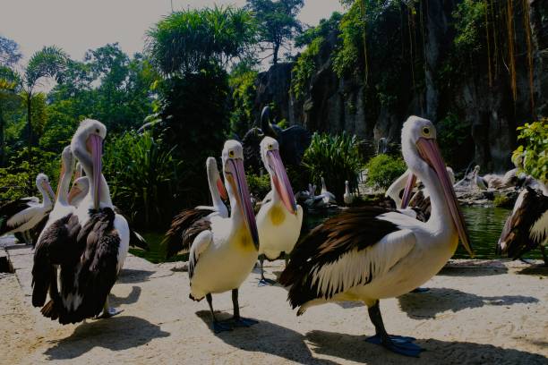 istock Closed Up a Group Of Pelican 1432277287