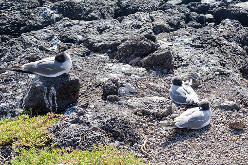 Beautiful corner on Santa Fe island at sunset, pelicans, crabs, sea lions on the rocks