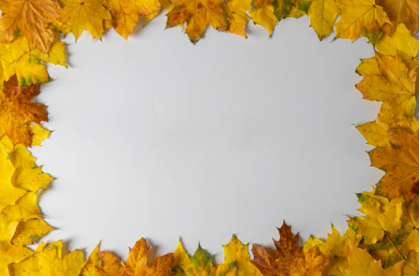 istock Border frame of bright autumn maple leaves on white background 1432277466