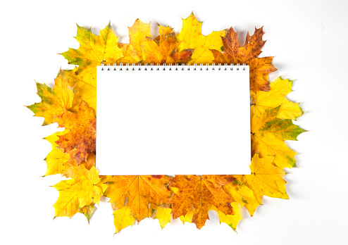 Colorful yellow maple leaves and blank pages of diary book. Autumn mockup, copy space, education concept, top view