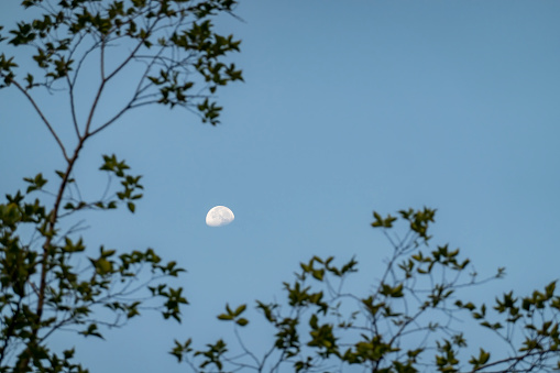 the moon rises over the treetops
