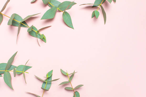 istock Frame made of eucalyptus branches on pastel pink background. Flat lay, top view, copy space. Floral background, flowers composition, green Eucalyptus leaves, mock up. 1432278087