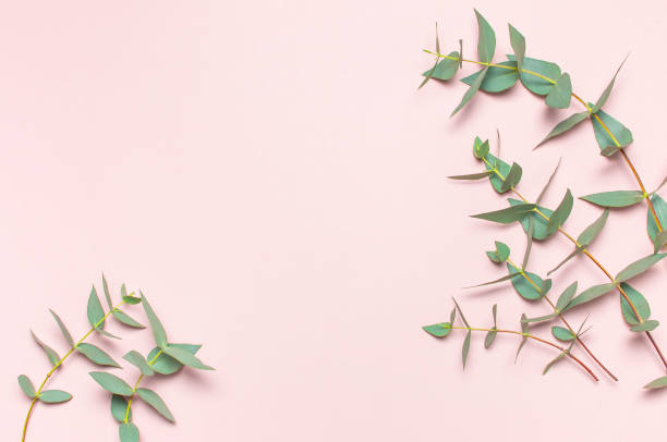 istock Eucalyptus twigs on pastel pink background. Flat lay, top view, copy space. Floral background, flowers composition, green Eucalyptus leaves, mock up. 1432278094