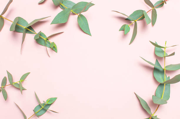 istock Frame made of eucalyptus branches on pastel pink background. Flat lay, top view, copy space. Floral background, flowers composition, green Eucalyptus leaves, mock up. 1432278137