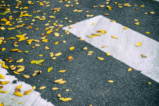 Yellow fallen leaves on the crosswalk line