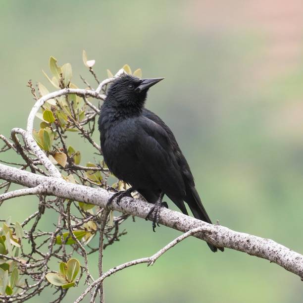 istock An Austral Blackbird perches on a tree branch in early spring 1432278264