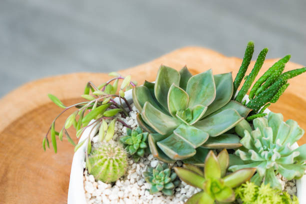 istock Group of succulent and cactus arrangement decor element clay pot 1432278280