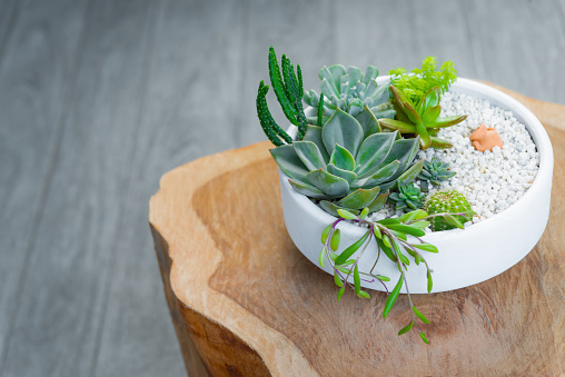 Above view Assorted succulent in grey ceramic pots on hardwood background