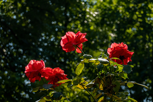 roses in the sun