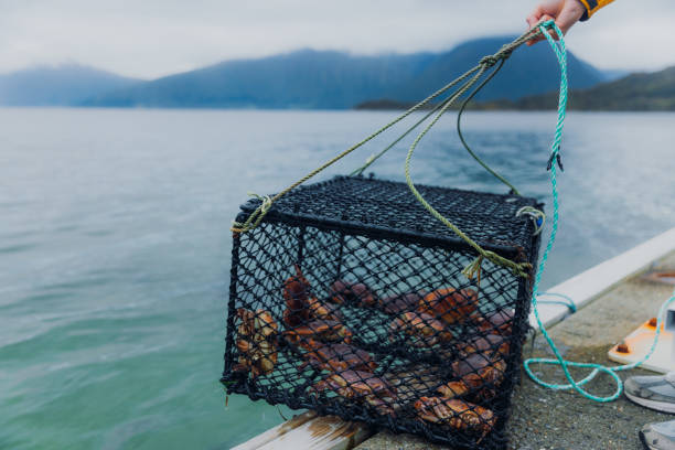homem está pescando caranguejo no mar com vista para montanha na noruega - caranguejo marisco - fotografias e filmes do acervo