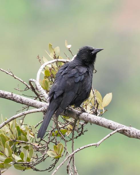 istock An Austral Blackbird perches on a tree branch in early spring 1432279402
