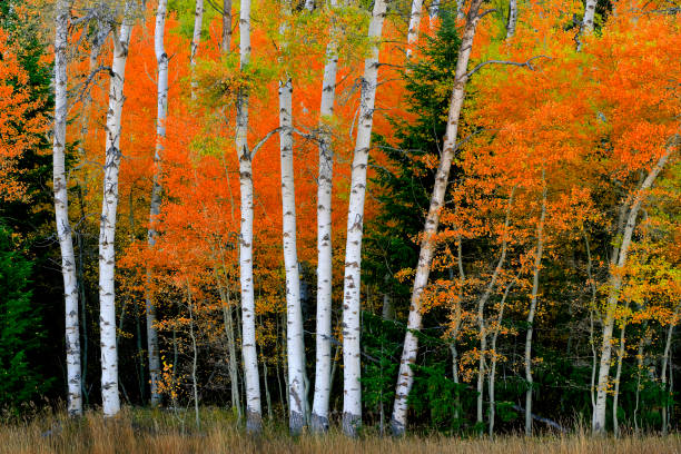 istock Aspen Birch Trees in Autumn Falls with White Trunks Foliage Forest 1432279654