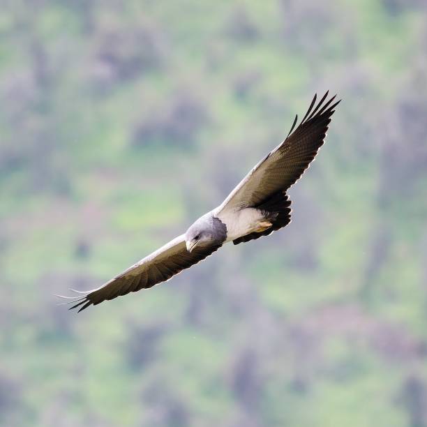 istock A Black-chested Buzzard Eagle soars against a mountain hillside background 1432280523
