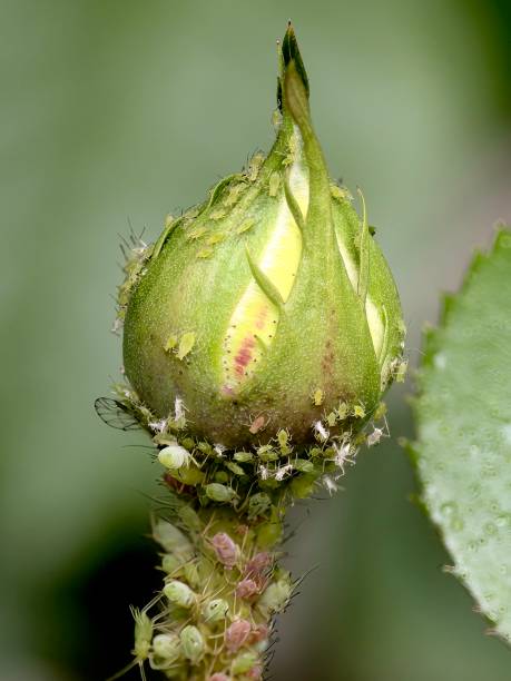 Aphids feed on the single bud of a rose flower stock photo