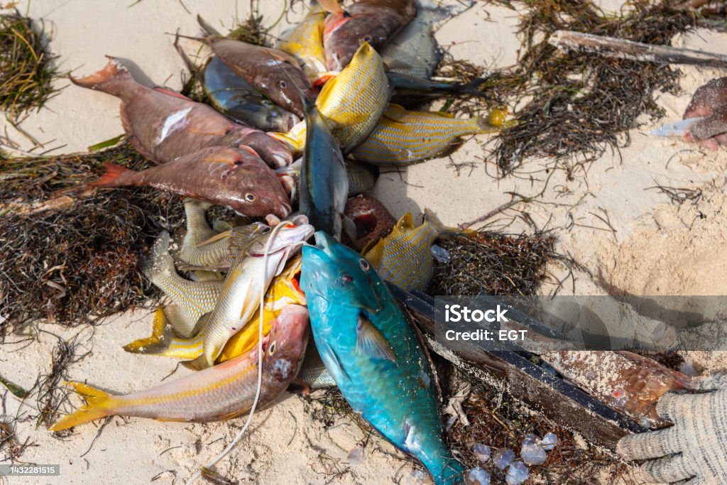 Tropical fish hunted with a harpoon on the island of San Andres. Colombia. Parrot fish and other tropical fish caught with a harpoon on white sands in a Colombian tropical island. Beach Stock Photo