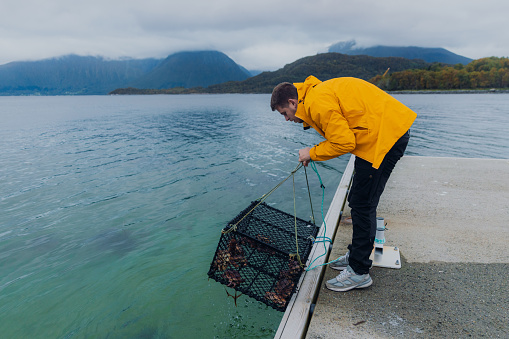 A male in yellow jacket pulling a trap from the sea with crabs with background view of the mountains in More og Romsdal county, Norway